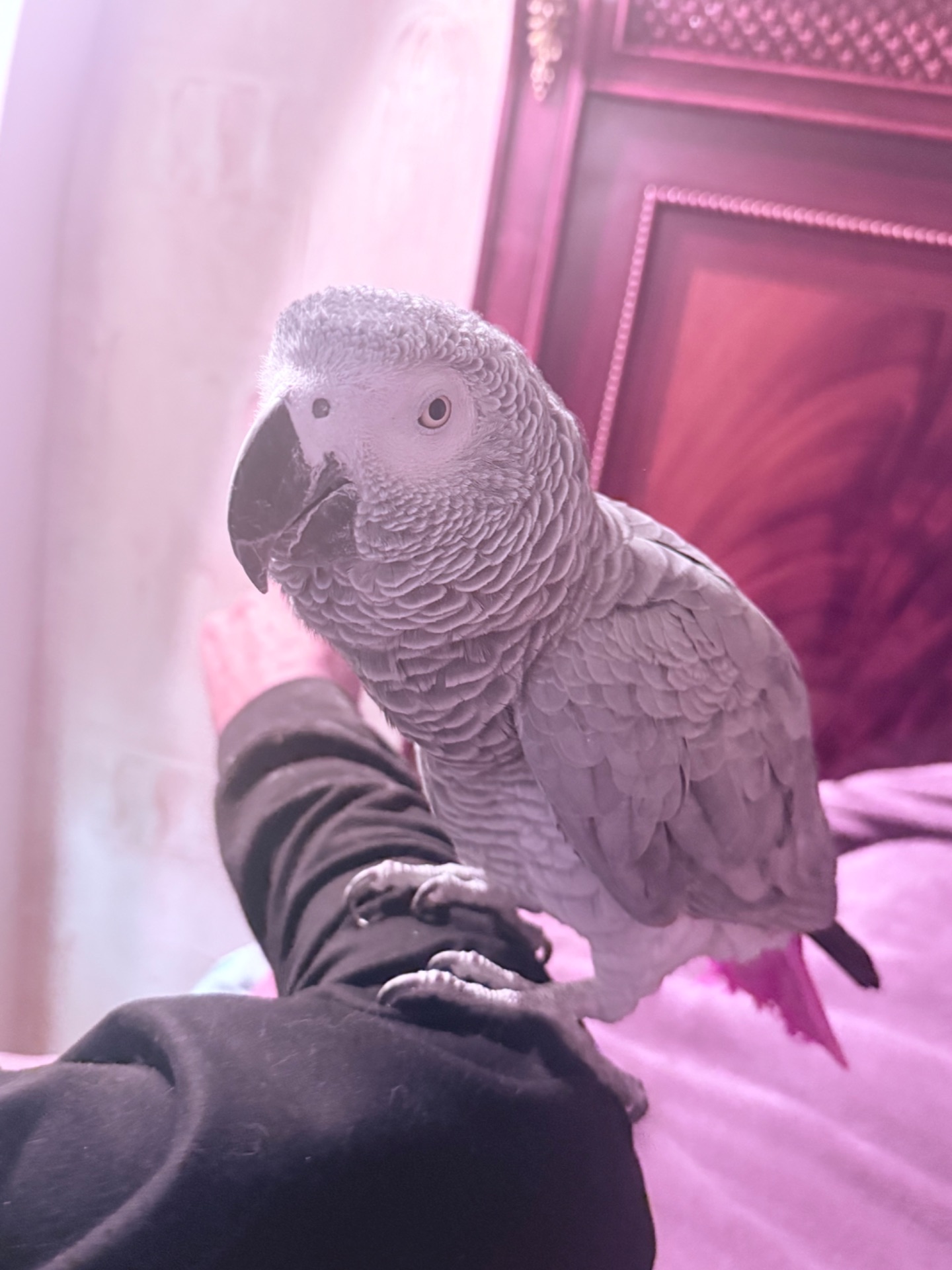 Жако