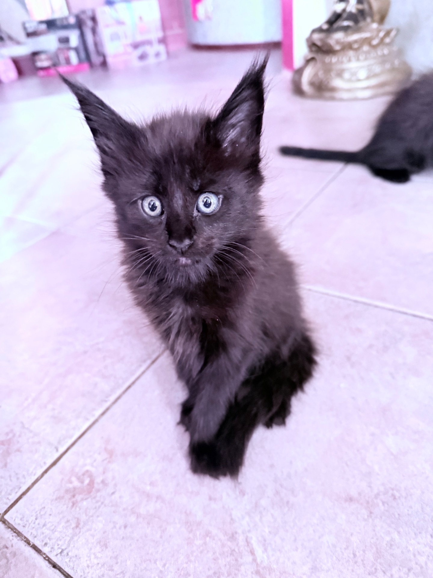 Котята Львы Мейн-Кунчики