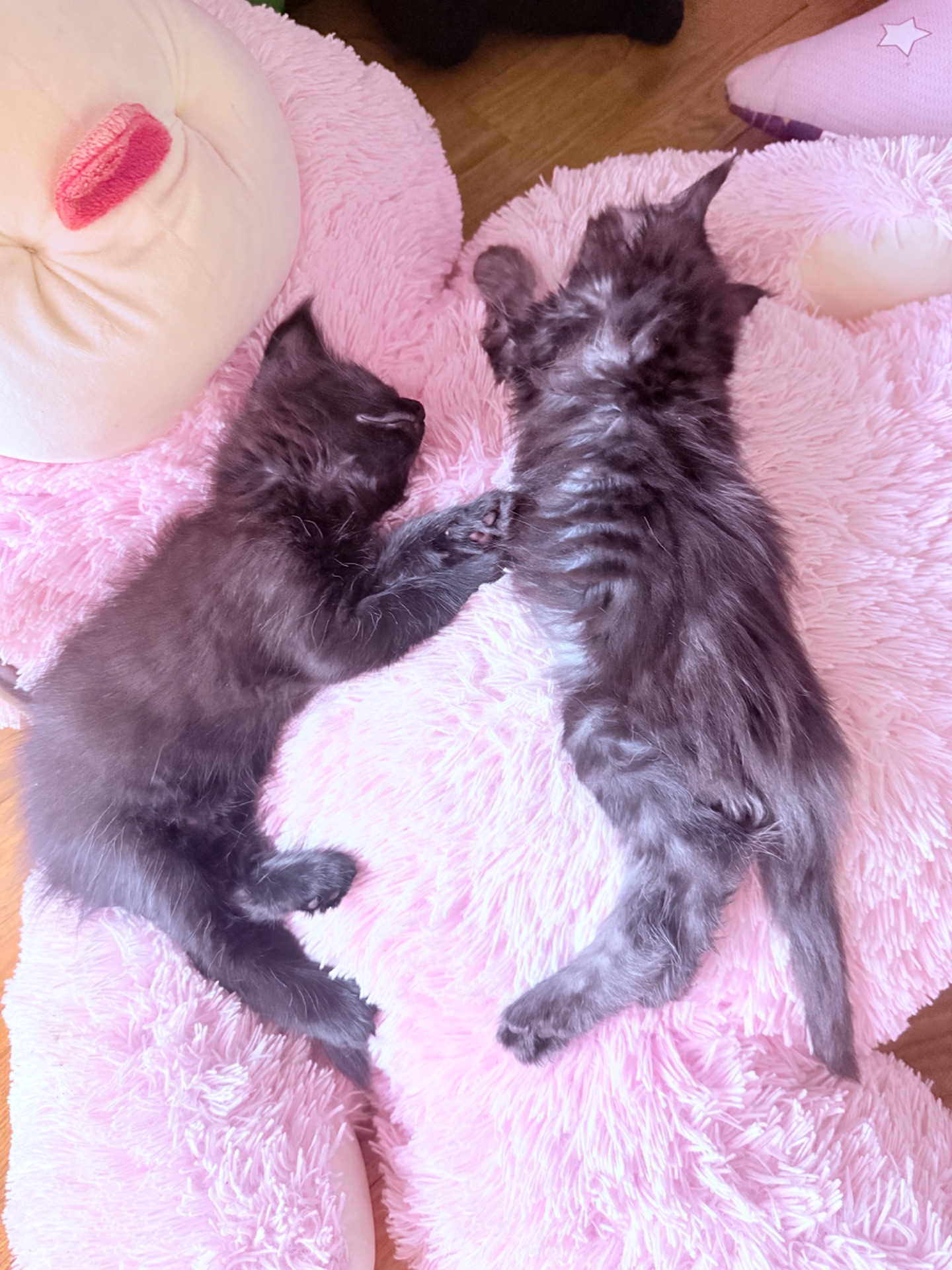 Котята Львы Мейн-Кунчики