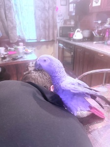 Жако
