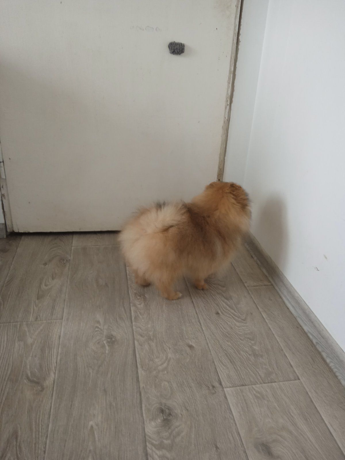 Шпіц хлопчик FCI
