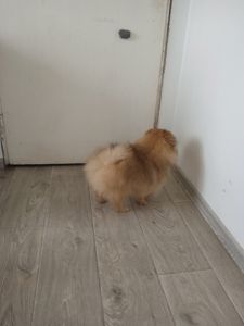 Шпіц хлопчик FCI