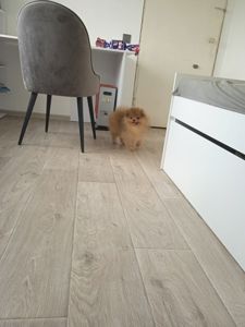 Шпіц хлопчик FCI