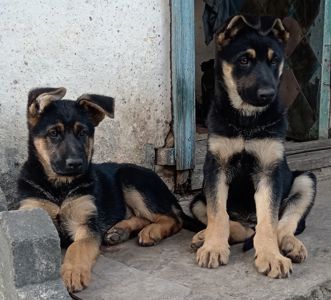 Продам щенков немецкой овчарки
