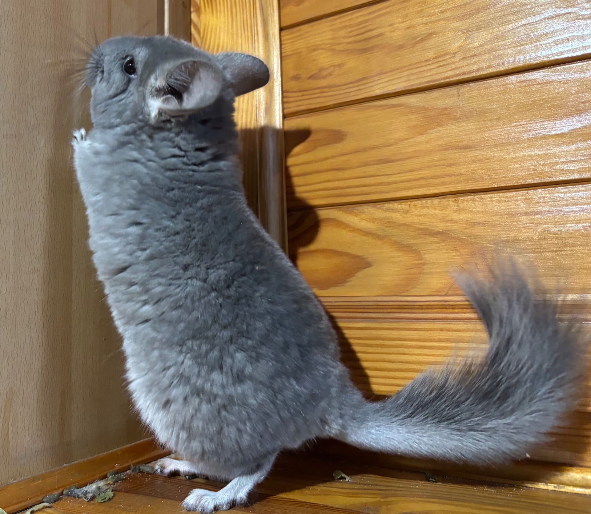 Малюк в забарвленні Фіолет