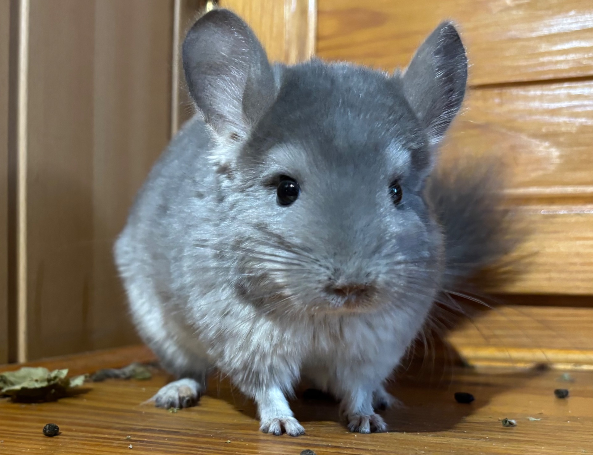 Малюк в забарвленні Фіолет