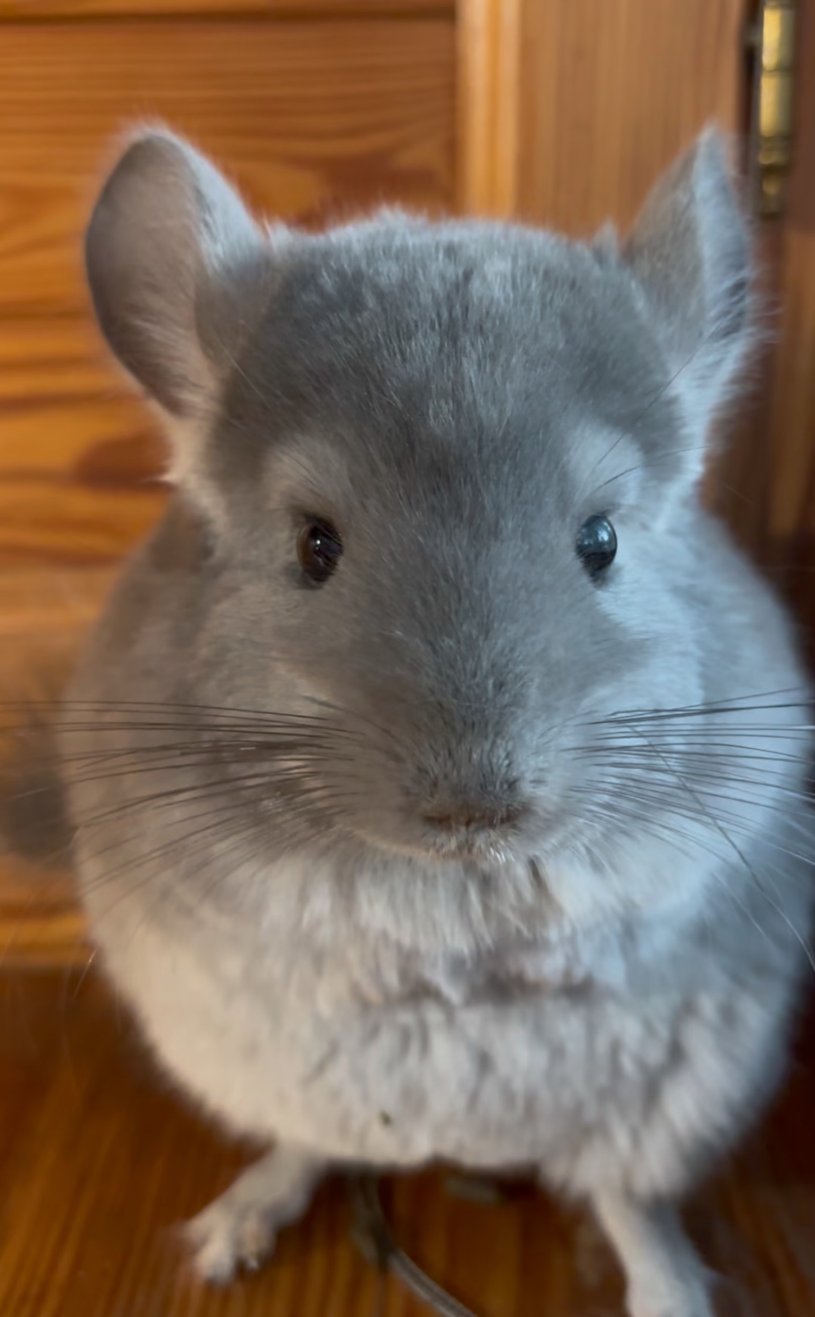 Малюк в забарвленні Фіолет