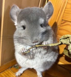 Малюк в забарвленні Фіолет