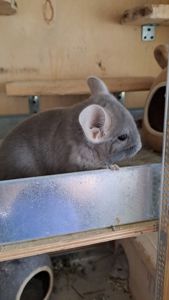 Самець шиншила фіолетовий окрас