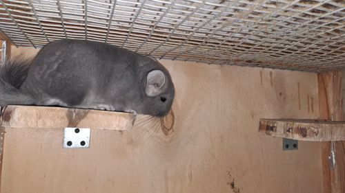 Самець шиншила фіолетовий окрас