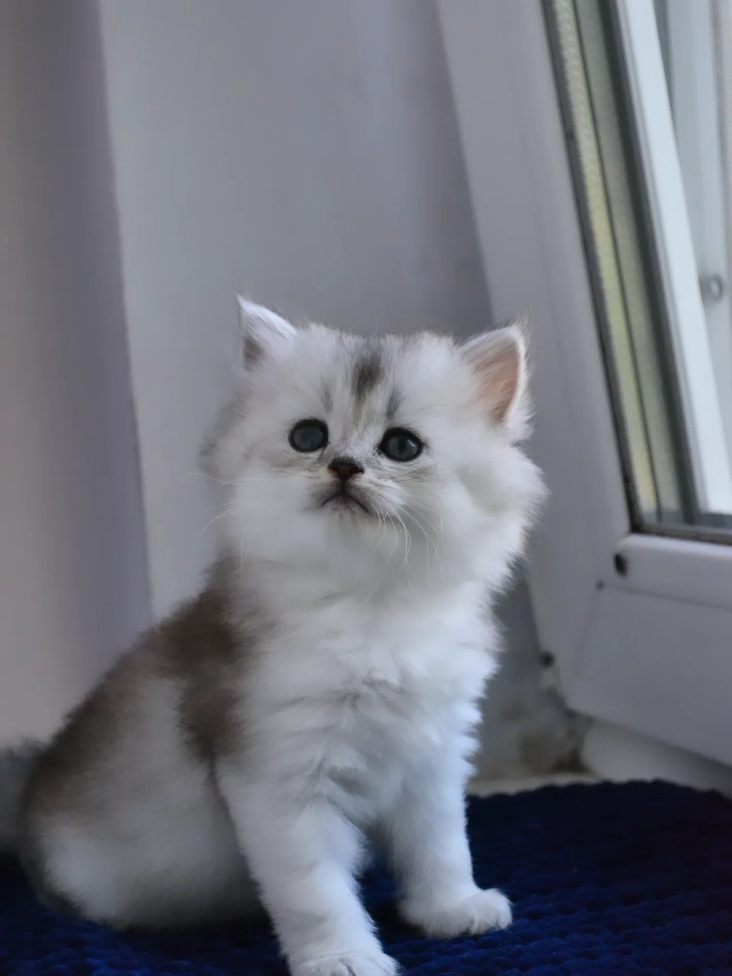 Срібляста Шиншилла Хайленд Страйт кошеня дівчинка