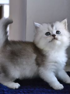 Срібляста Шиншилла Хайленд Страйт кошеня дівчинка