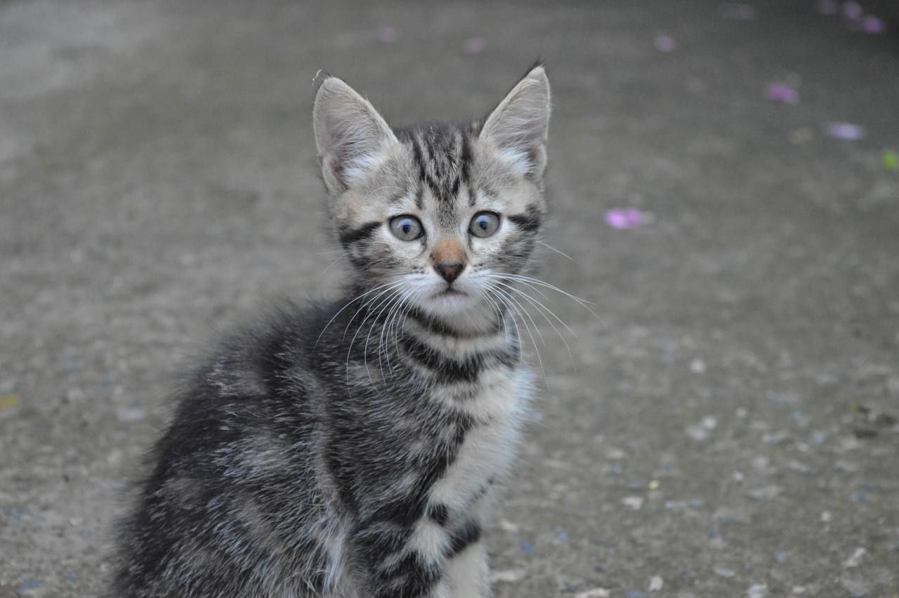 Кошенята