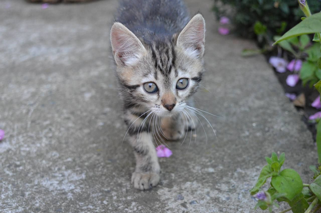 Кошенята