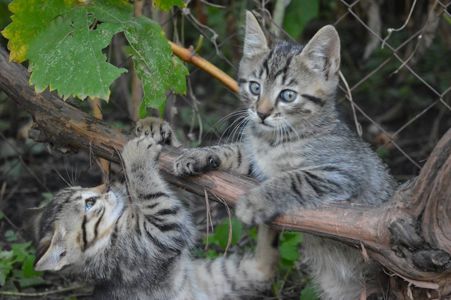 Кошенята