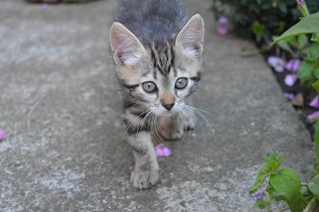 Кошенята