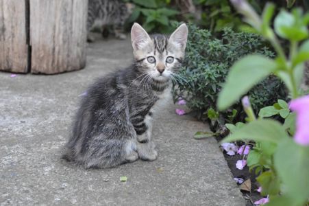 Кошенята