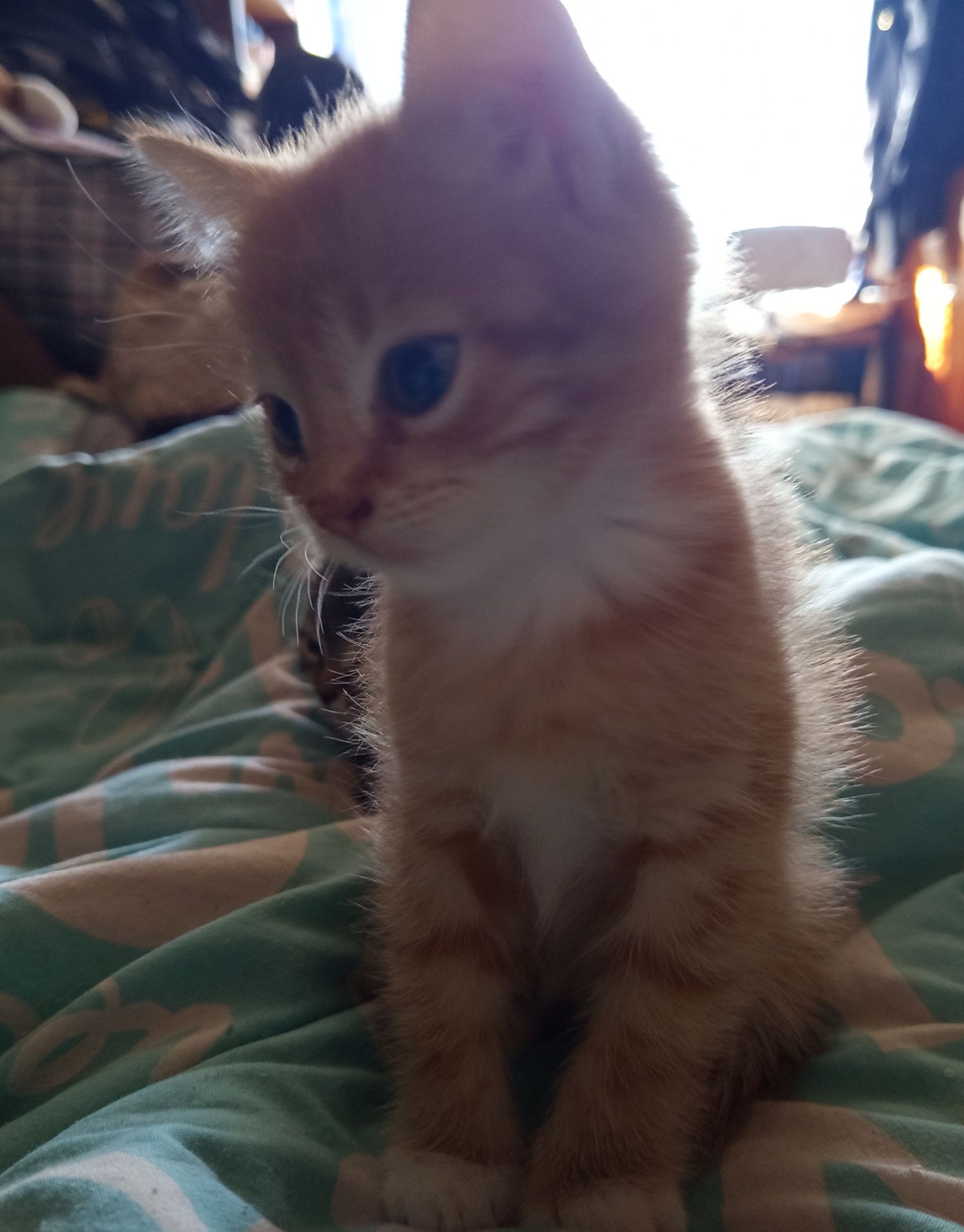 Кошенята 2 місяці