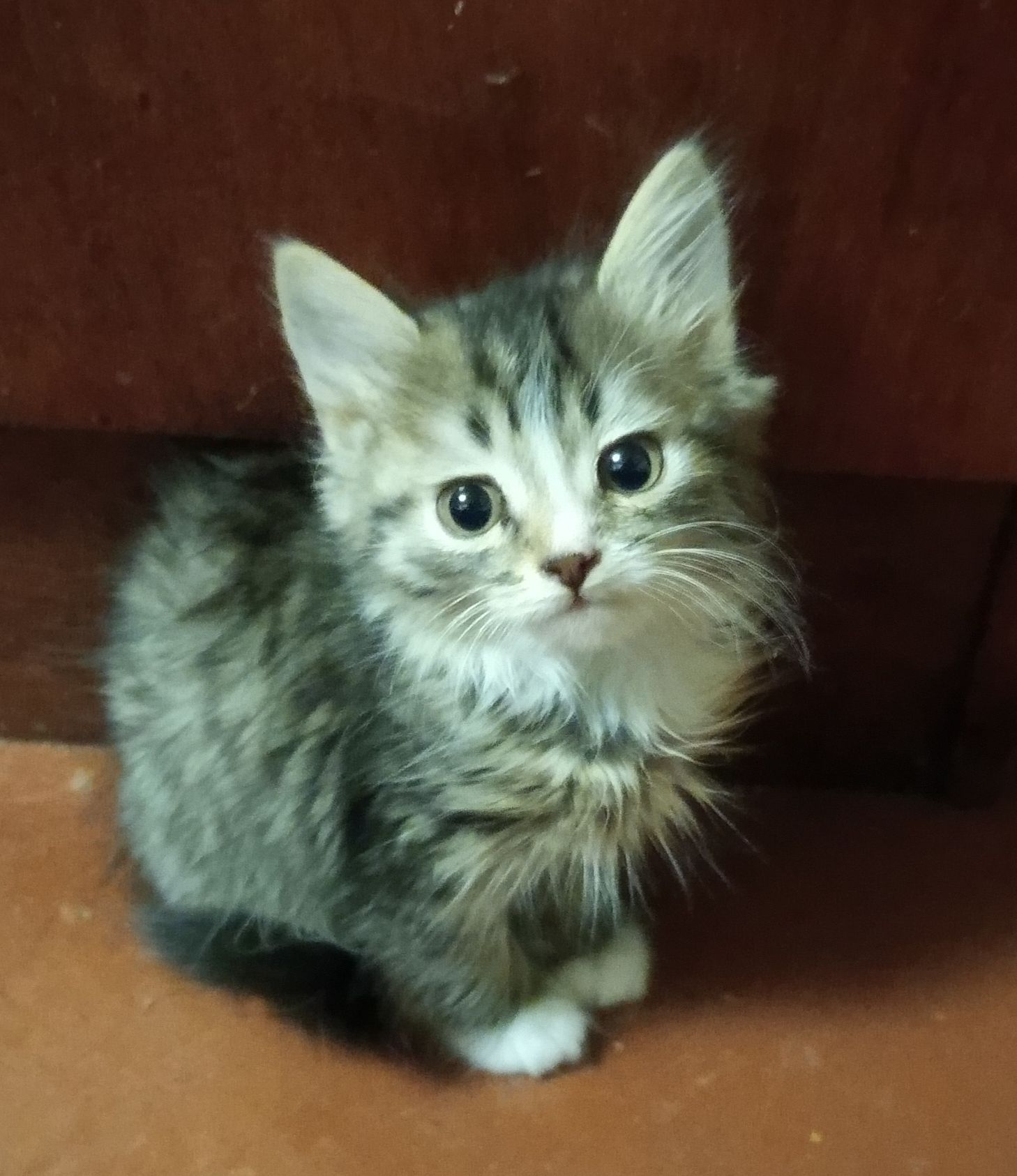 Кошенята 2 місяці