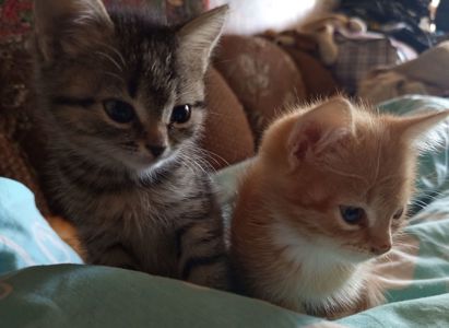 Кошенята 2 місяці