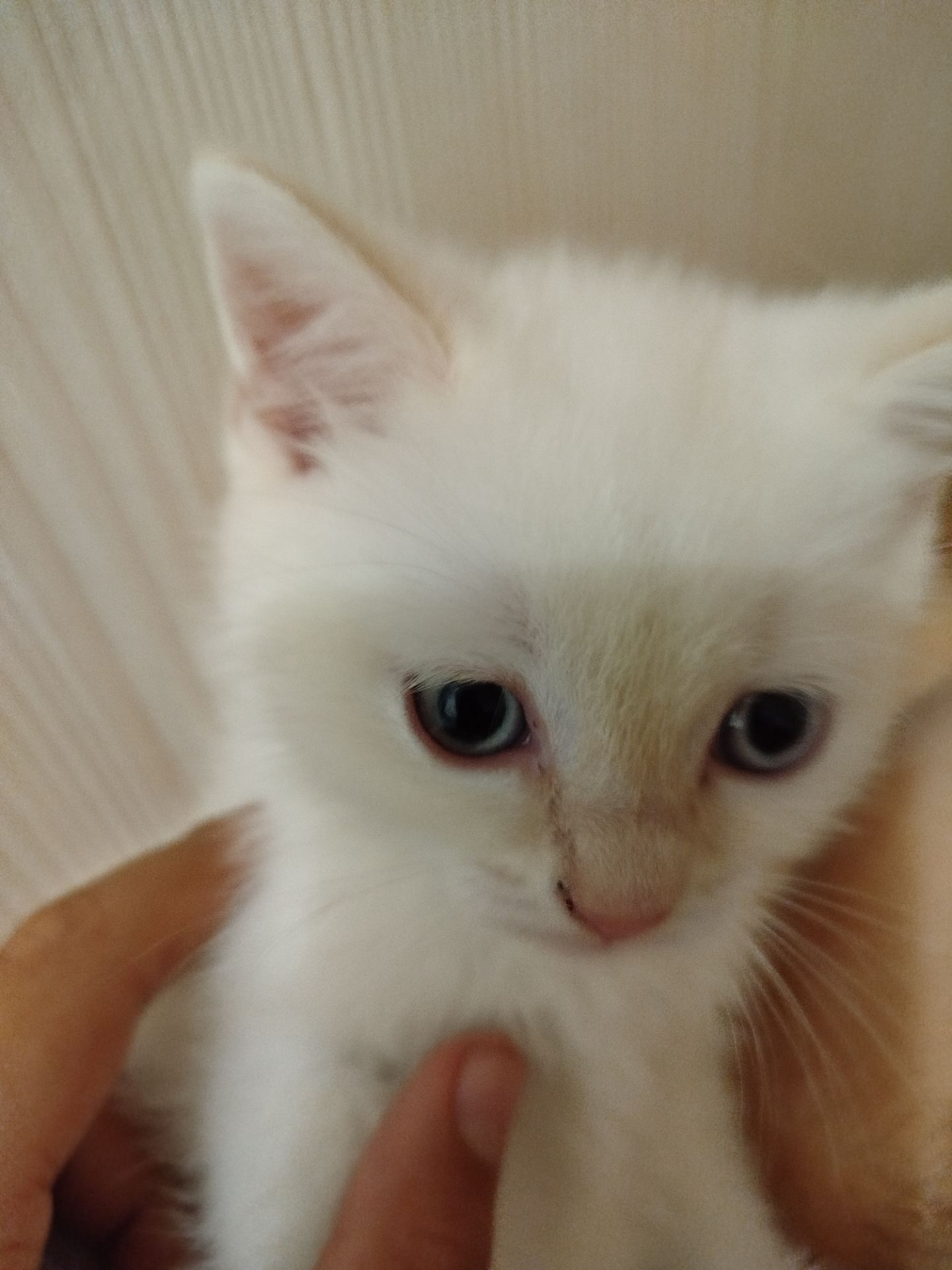 Кошеня кольору Колор Пожнт