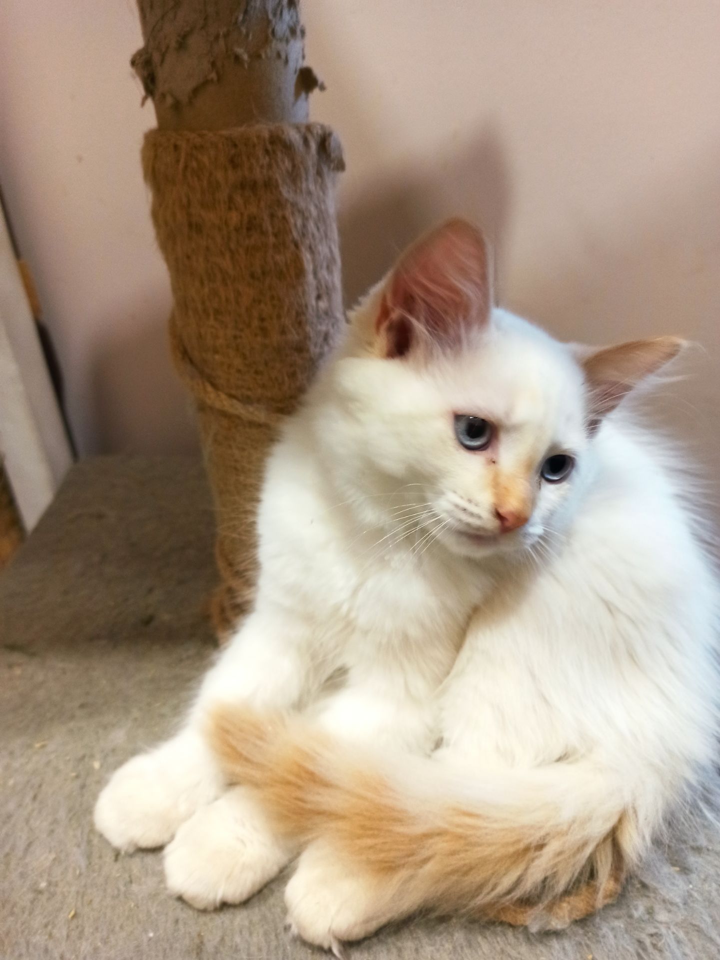 Кошенята невські маскарадні