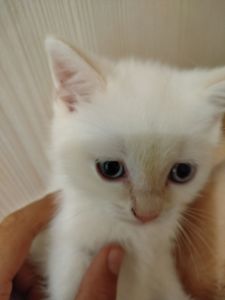 Кошеня кольору Колор Пожнт