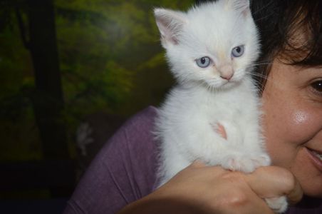 Кошеня кольору Колор Пожнт
