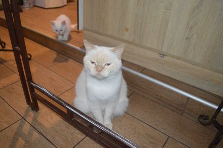 Кошеня кольору Колор Пожнт