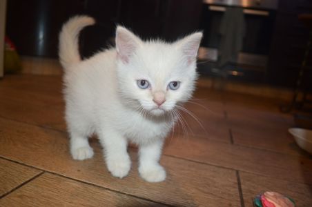 Кошеня кольору Колор Пожнт