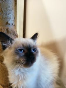Кошенята невські маскарадні