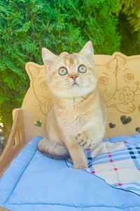 Дівчинка скоттіш страйт золота шиншила (SFS71 by 25)