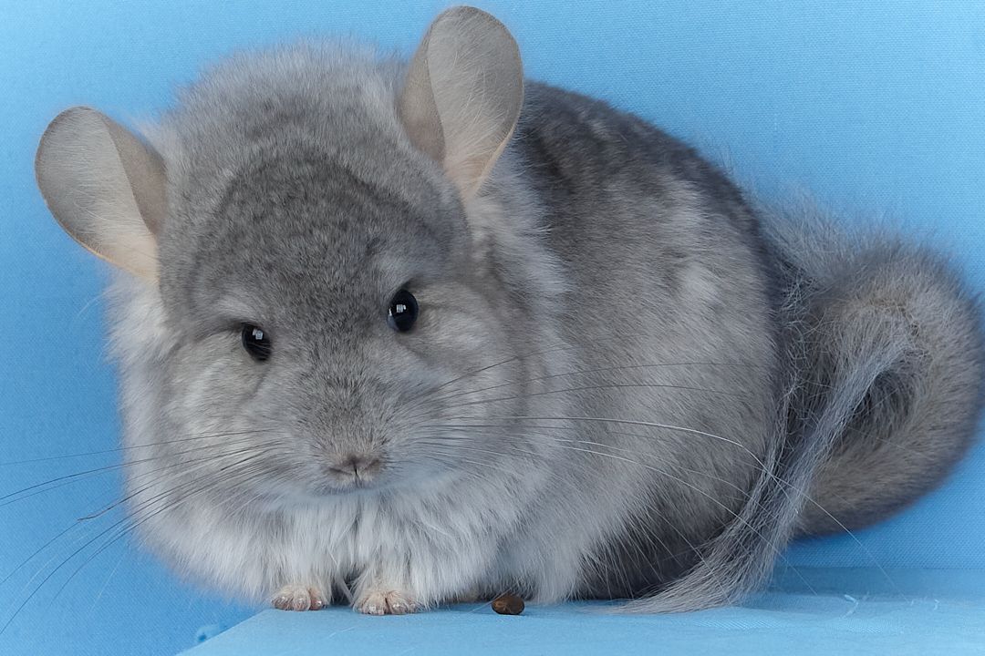 Росплідник шиншил