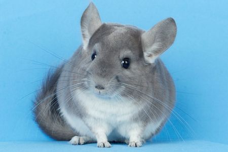 Росплідник шиншил
