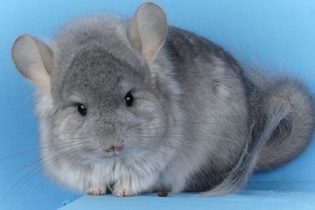 Росплідник шиншил