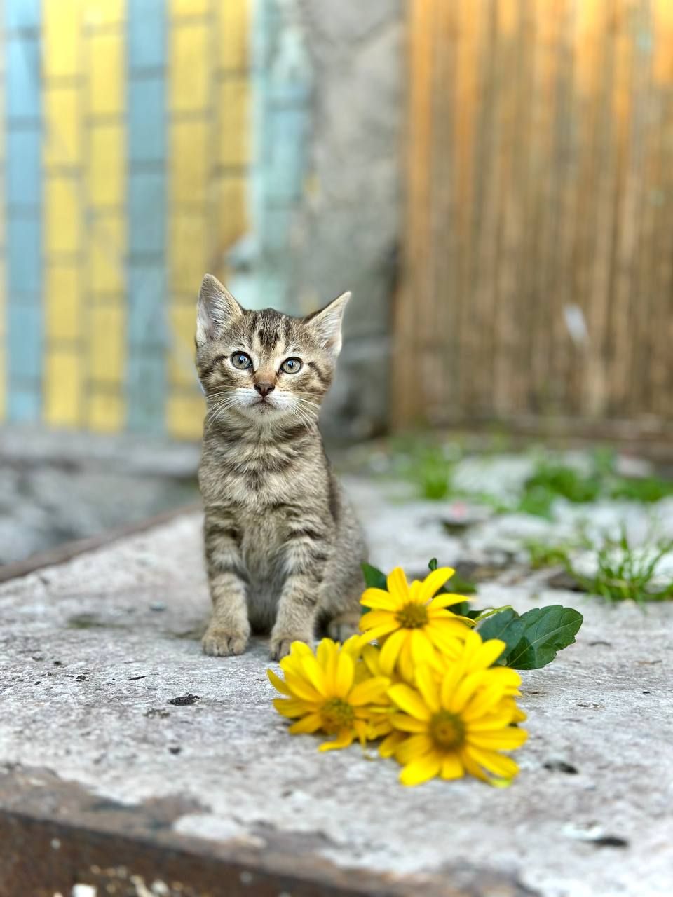 Котята