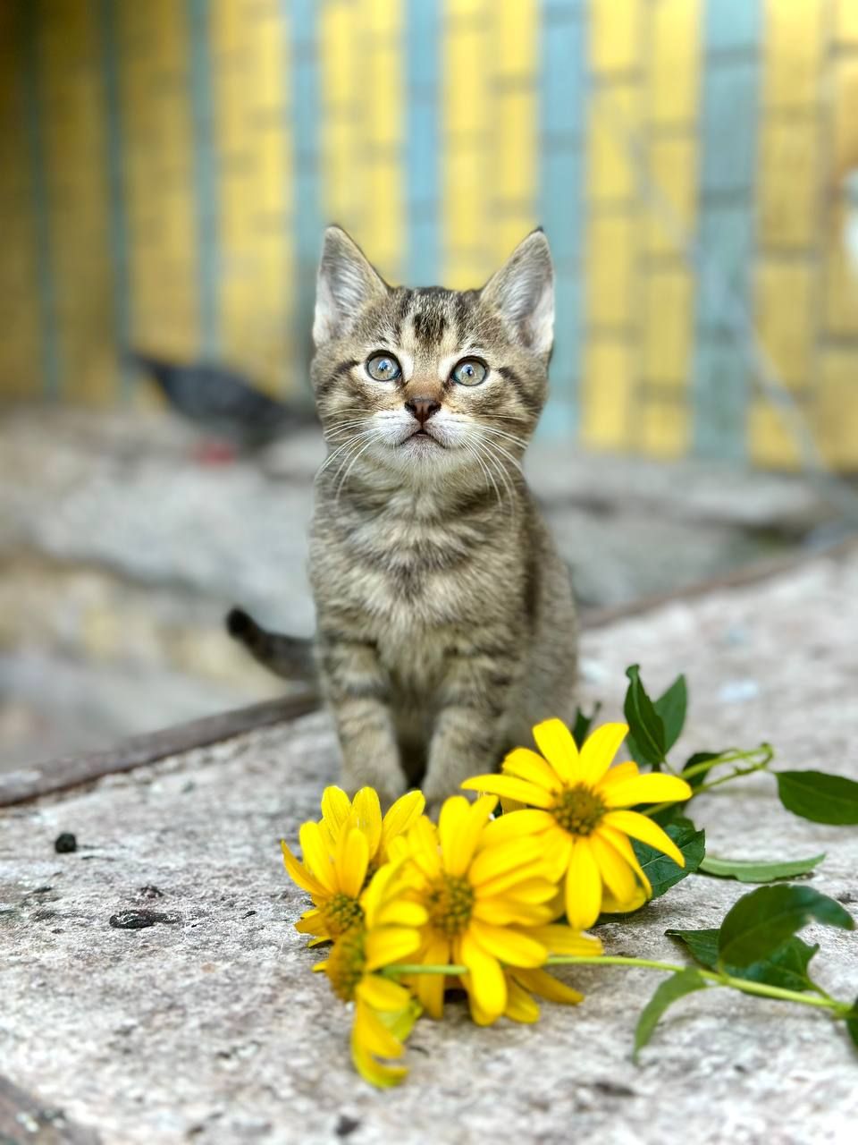 Котята