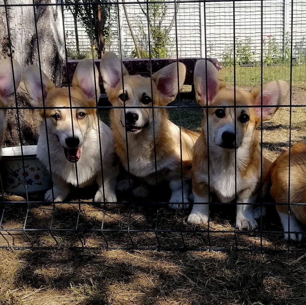 Цуценята вельш коргі пемброк