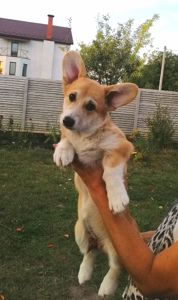 Цуценята вельш коргі пемброк