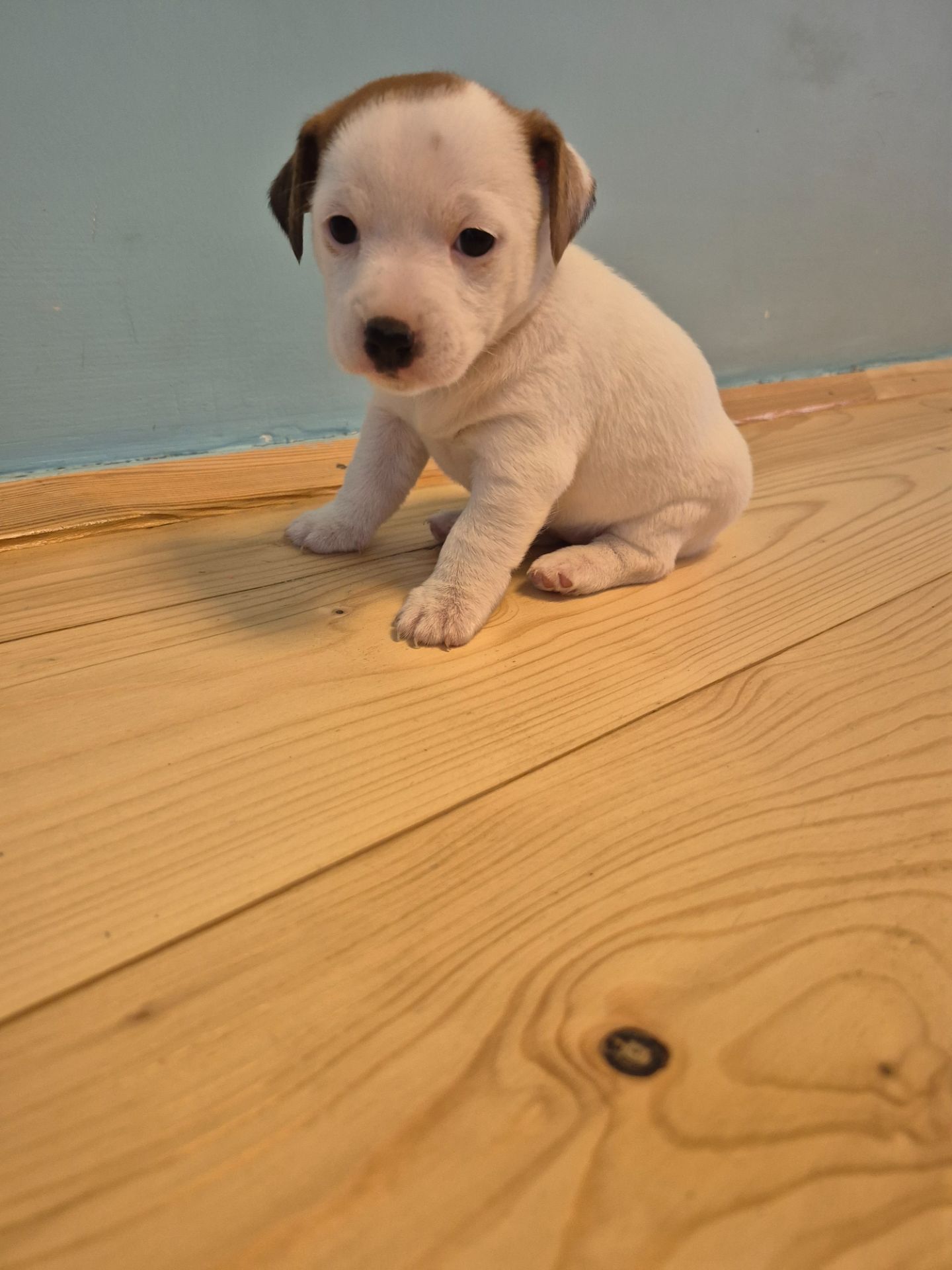 Цуценята Джек Рассел тер'єр