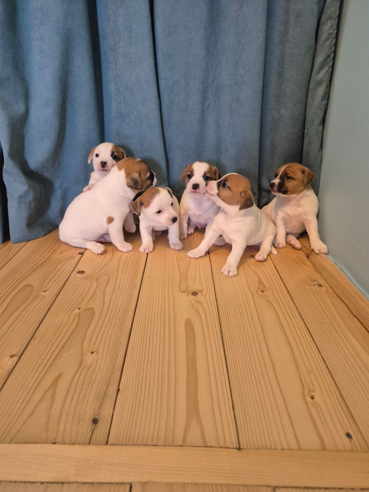 Цуценята Джек Рассел тер'єр