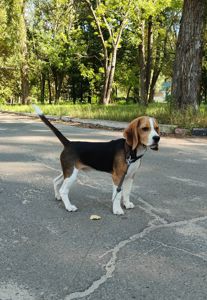Чистокровний хлопчик біглюша КСУ!