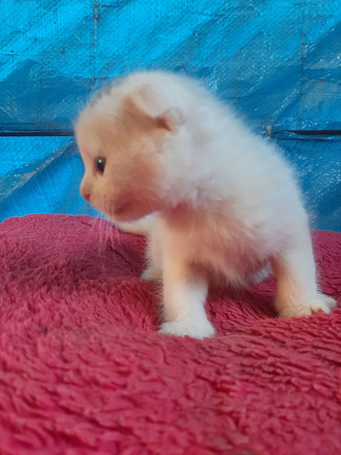 Кошення