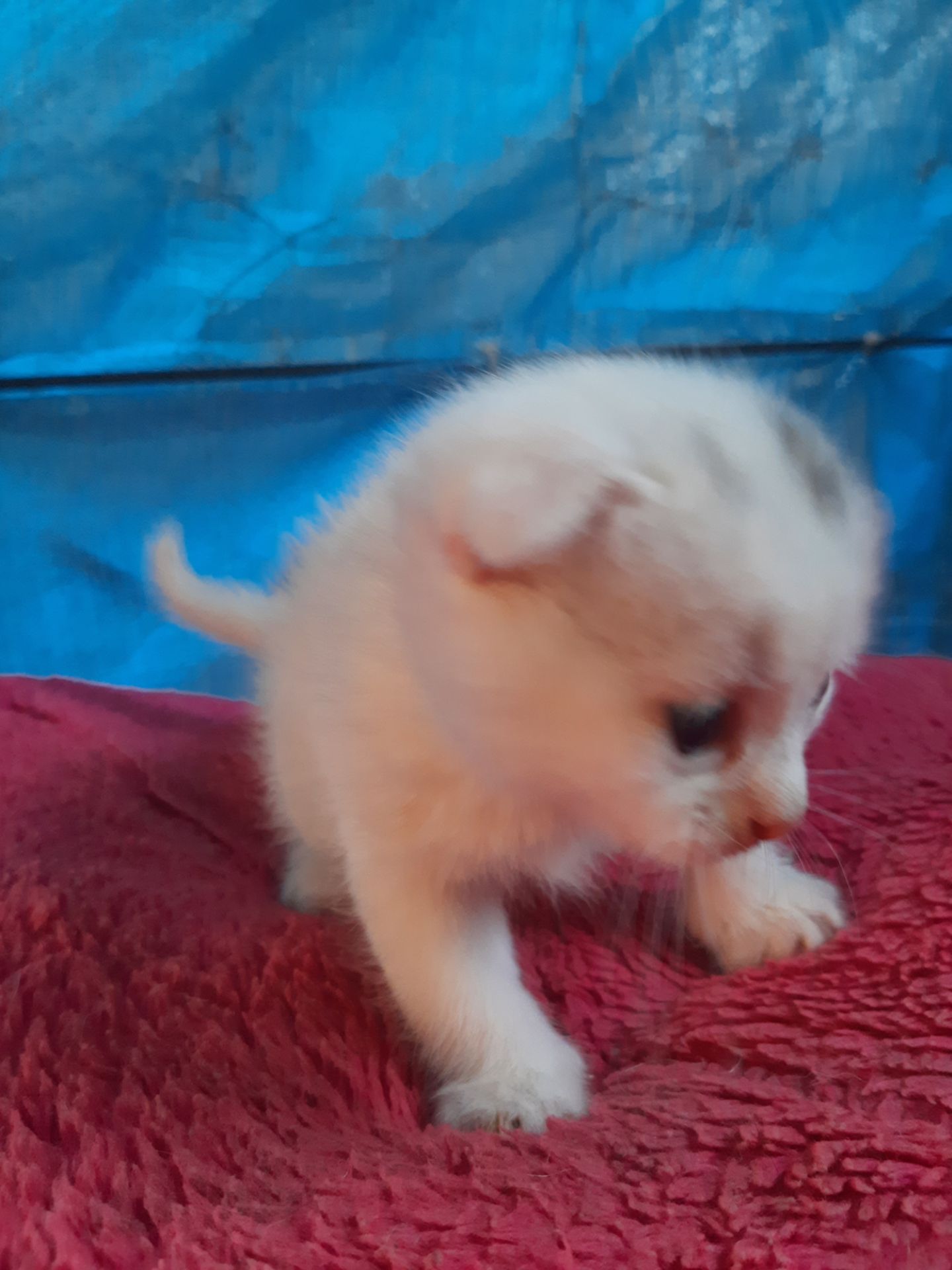 Кошення