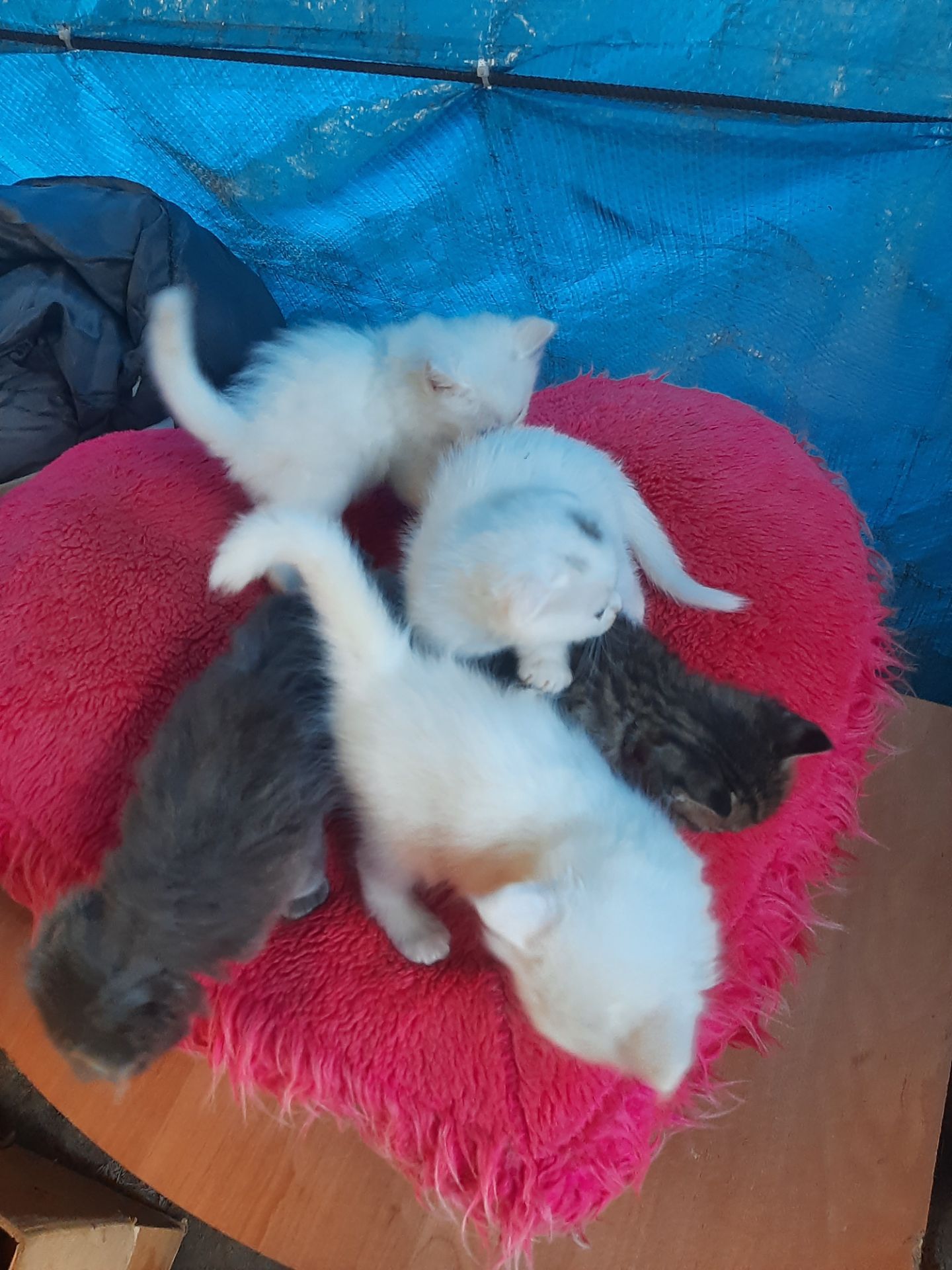 Кошення