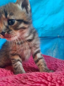 Кошення