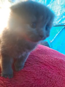 Кошення
