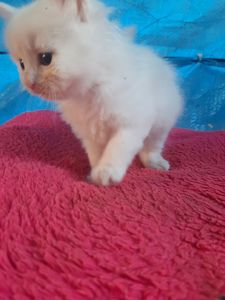 Кошення