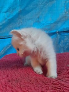 Кошення