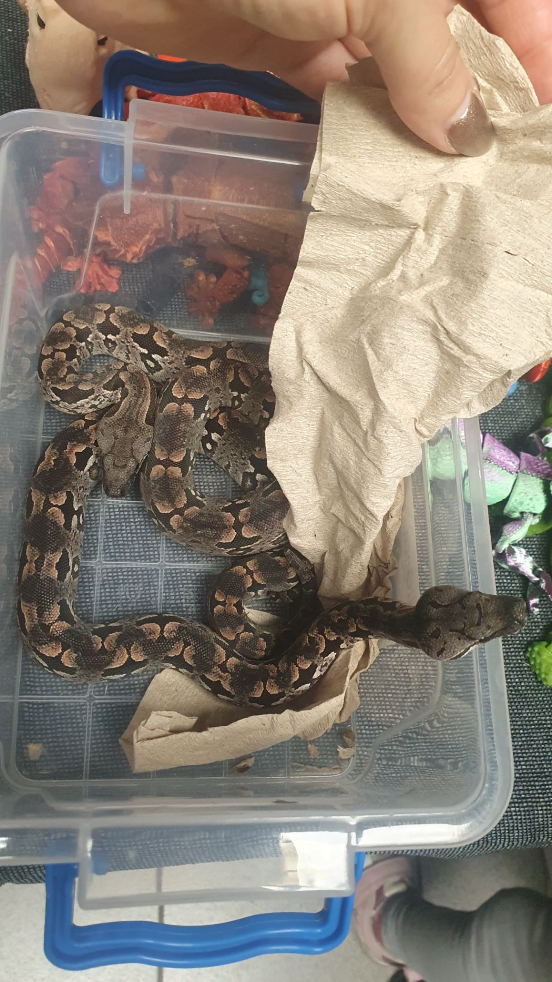 Мадагаскарський удав Acrantophis dumerili